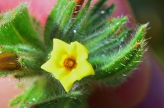 Alkanna trichophila