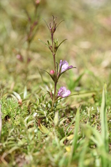 Agalinis communis
