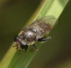 Asemosyrphus mexicanus