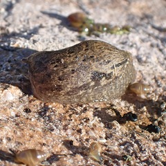 Drusia valenciennii
