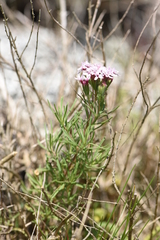 Stevia satureiifolia