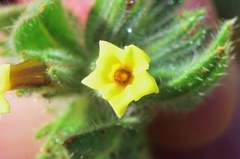 Alkanna trichophila