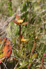 Portulaca cryptopetala