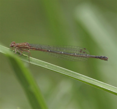 Mesamphiagrion