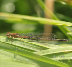 Mesamphiagrion