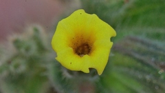 Alkanna trichophila