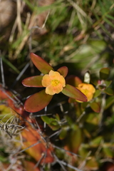 Portulaca cryptopetala