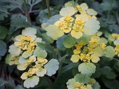 Chrysosplenium alternifolium