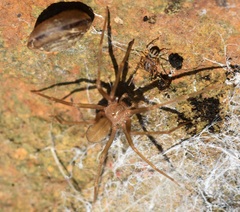 Scytodes velutina