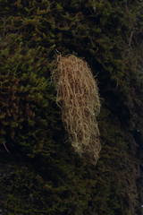 Usnea rubicunda