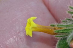 Alkanna trichophila