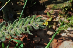 Alkanna trichophila
