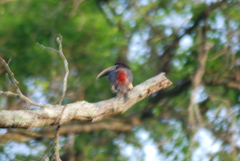Pteroglossus castanotis