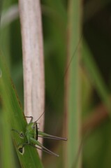 Conocephalus maculatus