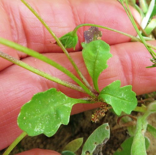 Image of Diascia capensis by (c) linkie, some rights reserved (CC BY)