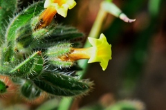 Alkanna trichophila