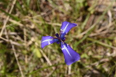 Herbertia pulchella