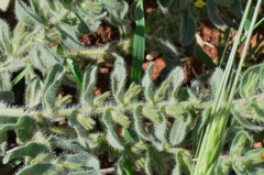 Alkanna trichophila