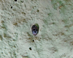 Trogoderma versicolor