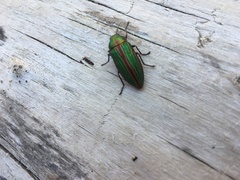 Buprestis aurulenta