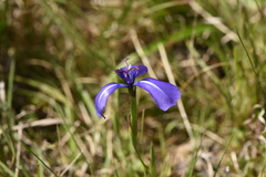 Herbertia pulchella