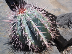 Melocactus azureus