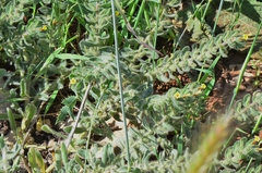 Alkanna trichophila