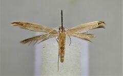 Amphixystis hapsimacha