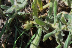 Alkanna trichophila