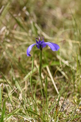 Herbertia pulchella