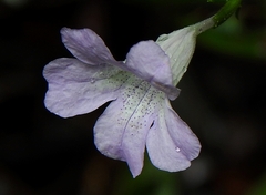 Ruellia rubra