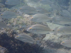 Haemulon scudderii