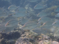 Haemulon scudderii