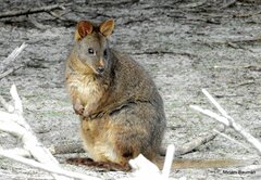 Thylogale billardierii