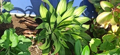 Dracaena fragrans compacta
