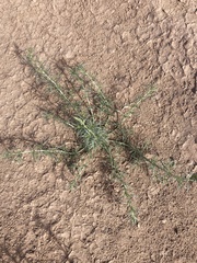 Oligomeris linifolia