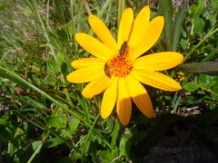 Aspilia montevidensis