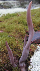 Alloclavaria purpurea