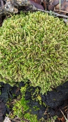 Scleropodium obtusifolium