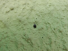 Trogoderma versicolor