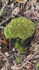 Scleropodium obtusifolium