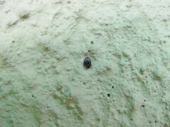 Trogoderma versicolor