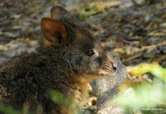 Thylogale billardierii