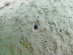 Trogoderma versicolor