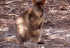 Thylogale billardierii