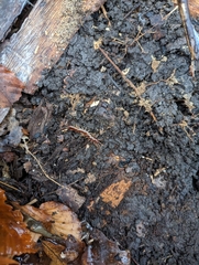 Lithobiomorpha