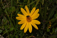 Aspilia montevidensis