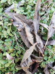 Pachypsylla