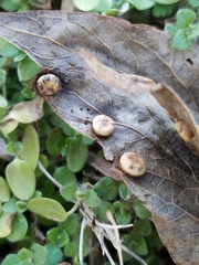 Pachypsylla