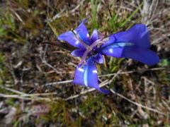 Herbertia pulchella